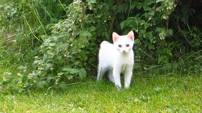 A wandering lost pet in the garden